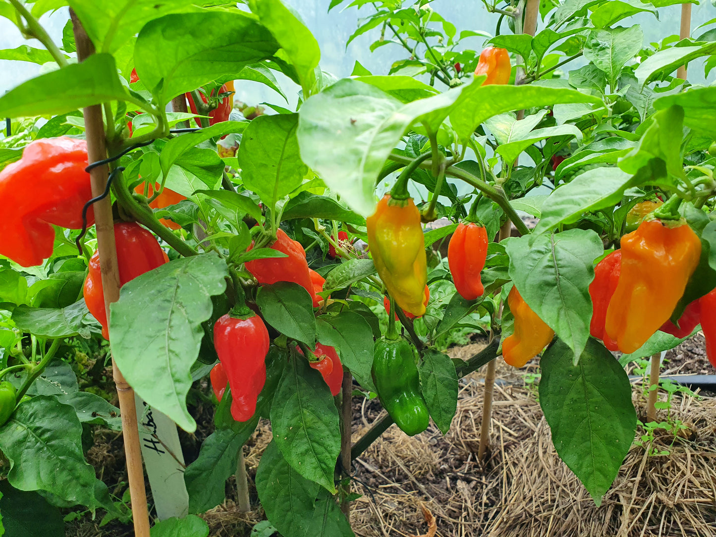 Rökta saltade chilimandlar